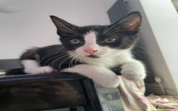 Domestic Shorthair cats for sale: kittens for sale (12 weeks old) - Image 7