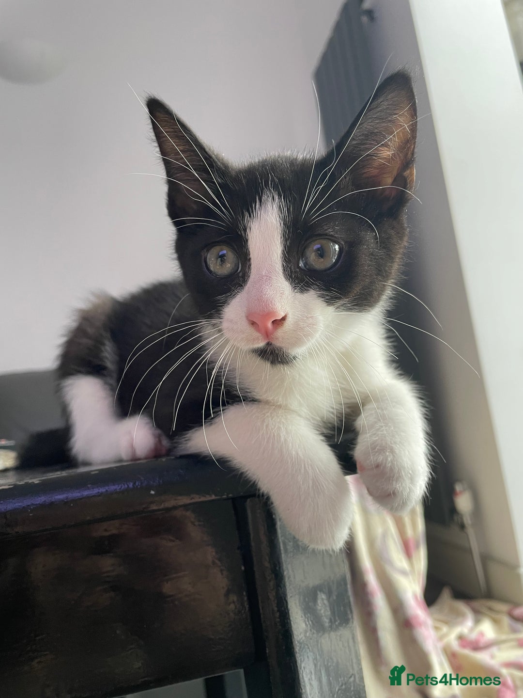 Domestic Shorthair cats for sale: kittens for sale (12 weeks old) - Image 7