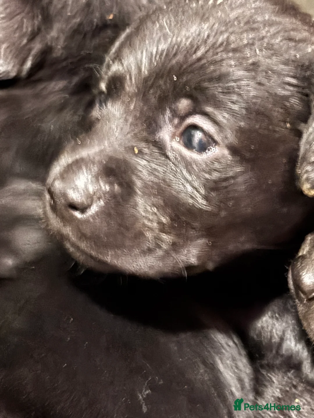 Labrador Retriever dogs for sale: KC Reg Labrador Pups - Advert 5