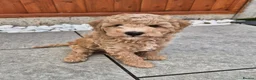 Cockapoo dogs for sale: Last cockapoo puppy available NOW - Advert 1