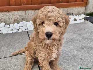Cockapoo dogs Last cockapoo puppy available NOW - Advert 1