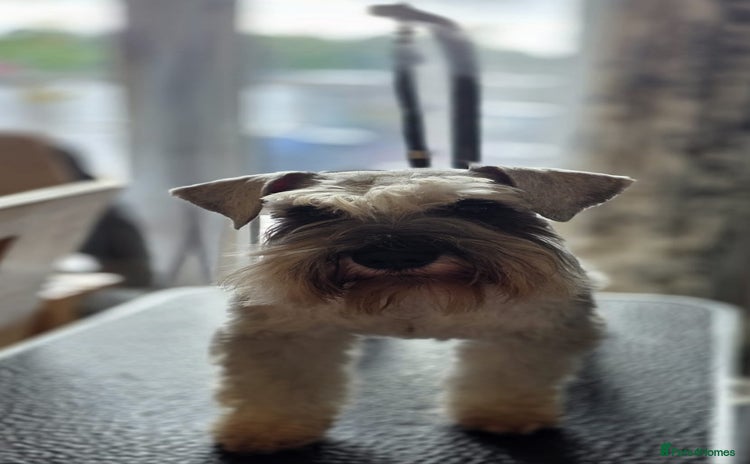 Miniature Schnauzer dogs in Hull - Advert 2