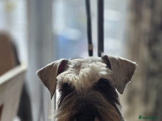 Miniature Schnauzer dogs Pepper & salt proven for stud in Hull - Advert 5
