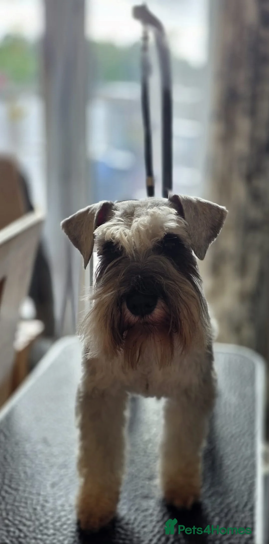 Miniature Schnauzer dogs for stud: Pepper & salt proven for stud in Hull - Advert 1
