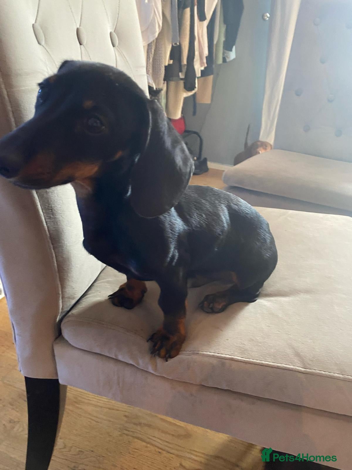 Dachshund dogs REHOME 2 female sausage dogs - Advert 1