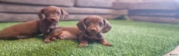 Miniature Dachshund dogs for sale: MINIATURE DACHSHUNDS PUPPIES  - Advert 2