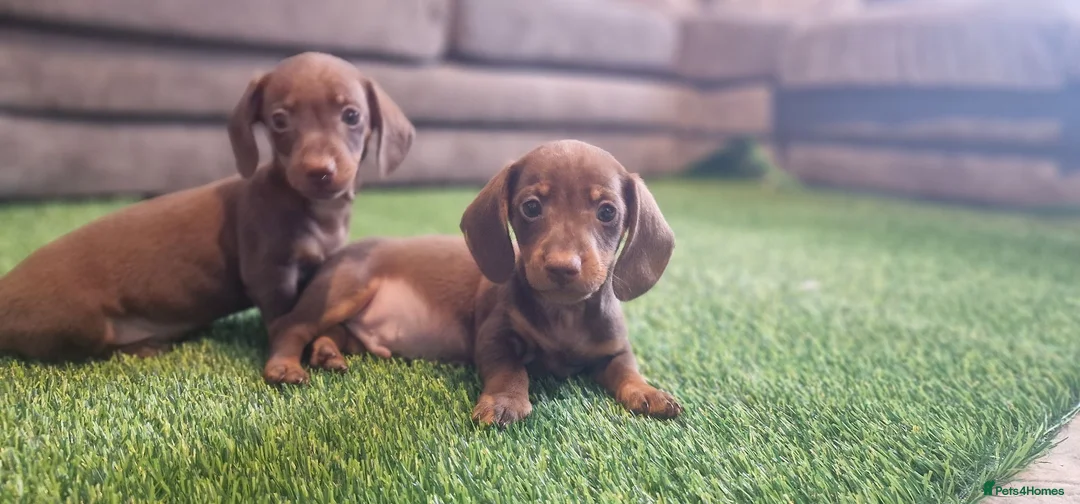 Miniature Dachshund dogs for sale: MINIATURE DACHSHUNDS PUPPIES  - Advert 2
