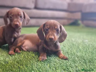 Miniature Dachshund dogs MINIATURE DACHSHUNDS PUPPIES - Advert 7