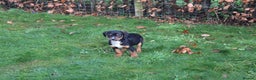 Mixed Breed dogs for sale: Cocker x Kelpie Puppies - Advert 18