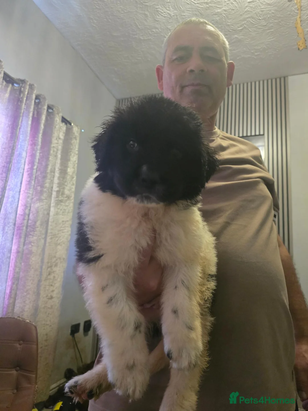 Newfoundland dogs for sale: Newfoundland puppies - Advert 11