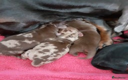 Miniature Dachshund dogs for stud: Stunning Silver Dapple and Tan stud - Image 9