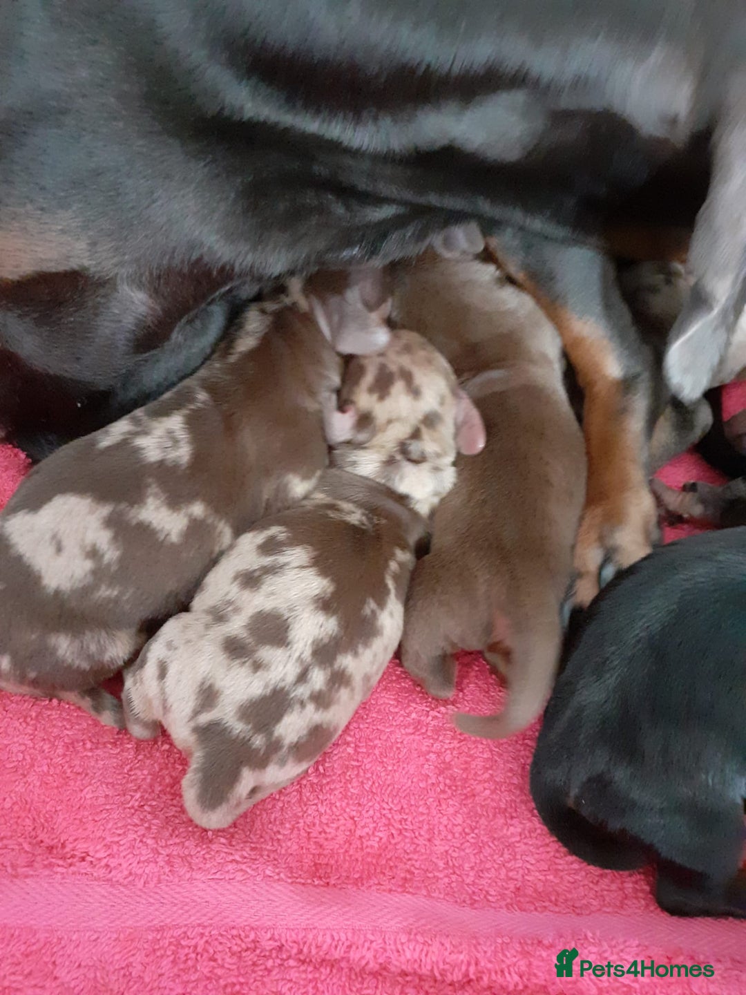Miniature Dachshund dogs for stud: Stunning Silver Dapple and Tan stud - Image 9