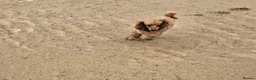 Toy Poodle dogs for stud: TOY POODLE BOY FOR STUD - Advert 4