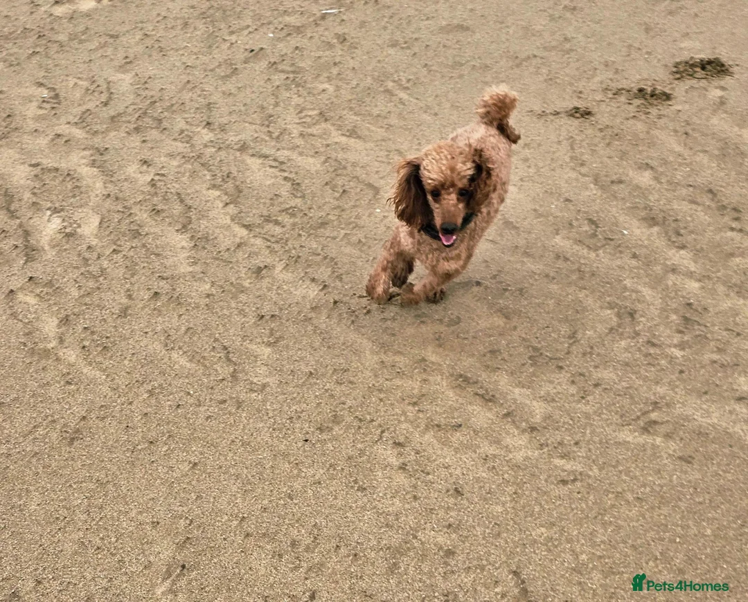 Toy Poodle dogs for stud: TOY POODLE BOY FOR STUD - Advert 4