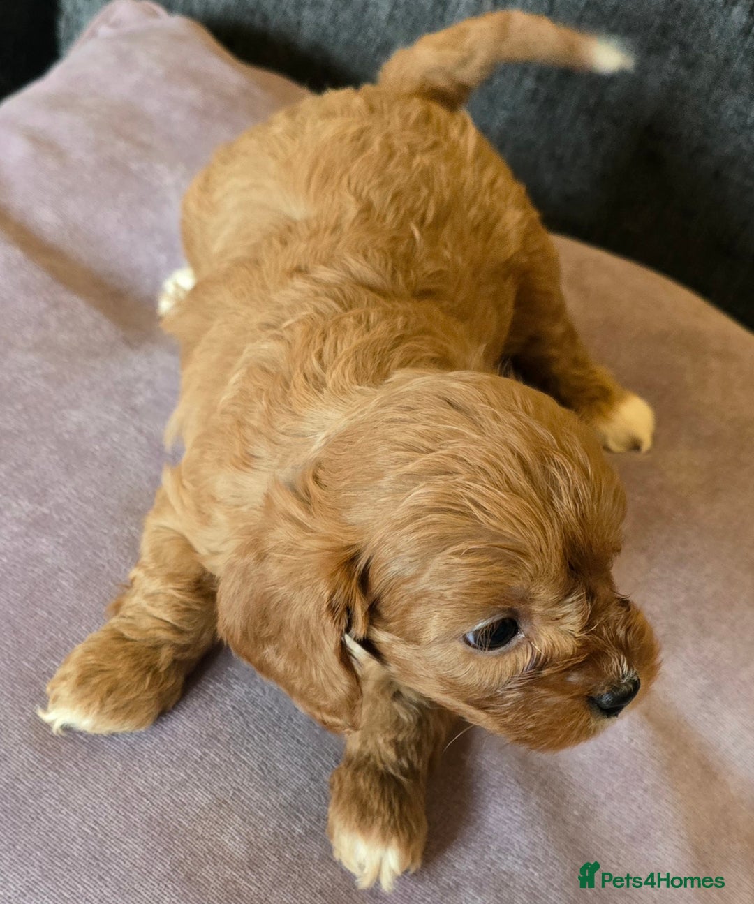 Cavapoo dogs for sale: Beautiful litter of f1 cavapoo puppies  - Advert 4