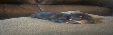 Miniature Dachshund Puppy 7