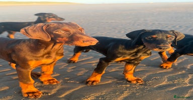 Dobermann dogs in Ormskirk - Advert 12