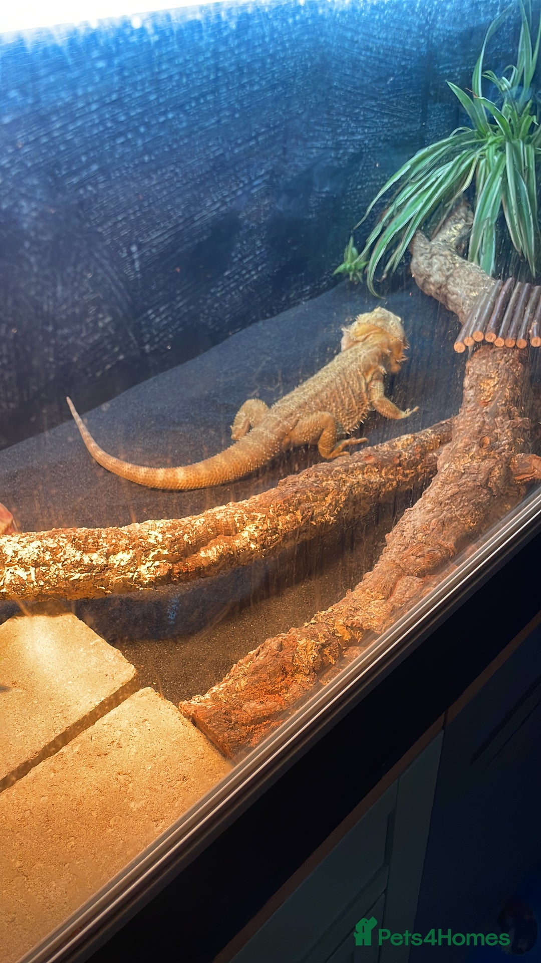 Bearded Dragon reptiles for sale: Bearded dragon - Advert 2