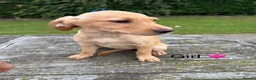 Labrador Retriever dogs for sale: Fox red & Yellow Labrador Puppies  - Advert 12