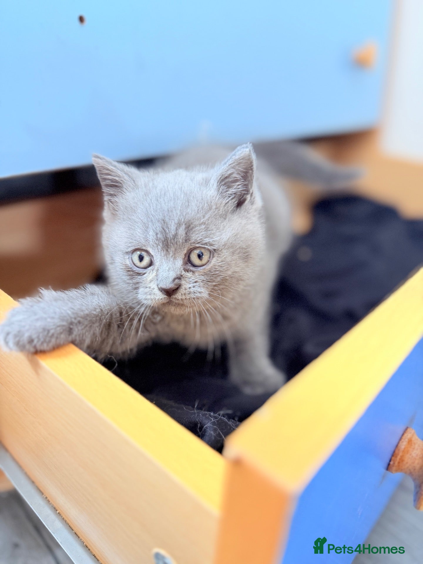 British Shorthair cats Pure-breed British Shorthair Kittens - Advert 1