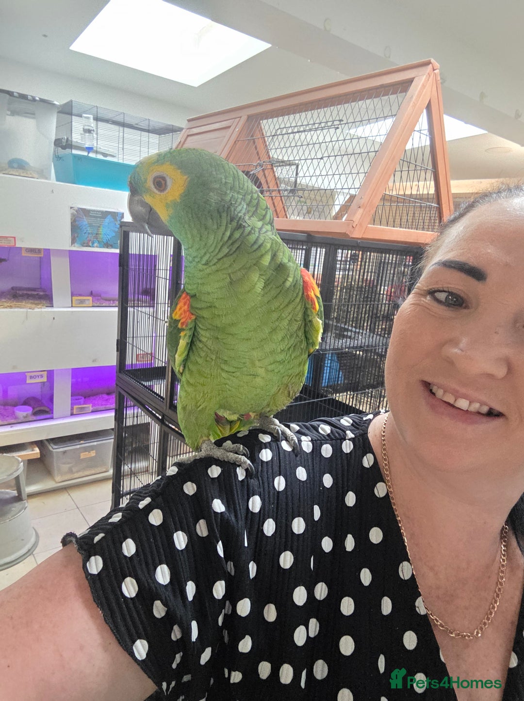 Parrots birds for sale: Various parrots available check description  - Advert 6