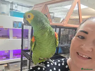 Parrots birds Various parrots available check description - Advert 18