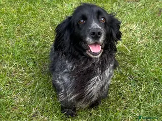 Cocker Spaniel dogs 5 year old cocker spaniel - Advert 18