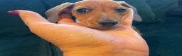 Dachshund dogs for sale: Dachshund puppies  in Llanelli - Advert 10