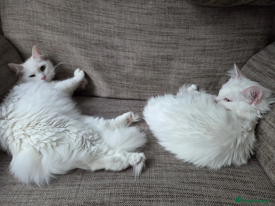 Turkish Angora cats for sale: Luna and Olive urgent rehome  - Advert 2