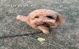 Cavapoo dogs for sale: Adorable F1b Cavapoo Puppies Ready from 20th Sept - Image 25