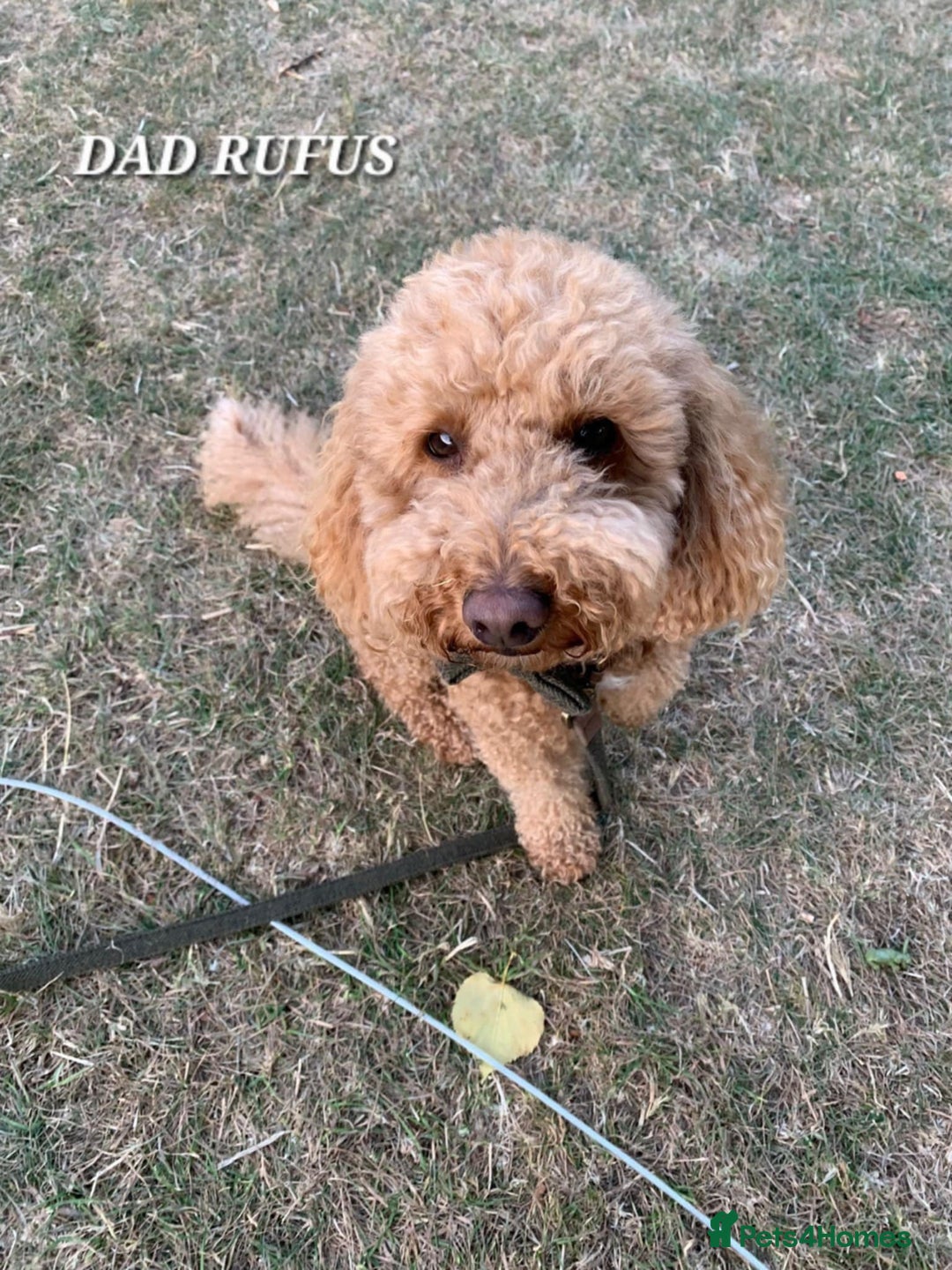 Cavapoo dogs for sale: Adorable F1b Cavapoo Puppies Ready from 20th Sept - Image 25