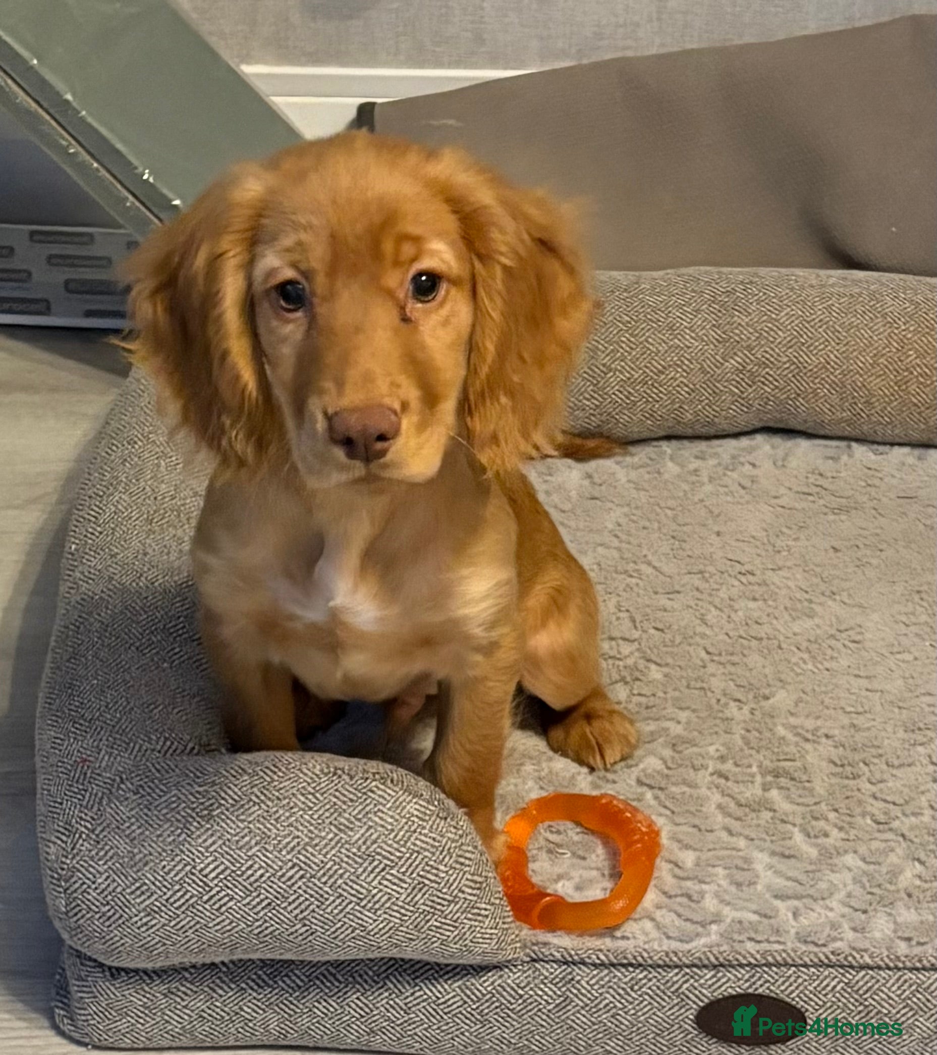 Cocker Spaniel dogs READY NOW FULLY VAX RED WORKING COCKER SPANIELS - Advert 18