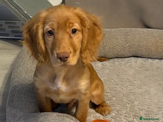 Cocker Spaniel dogs READY NOW FULLY VAX RED WORKING COCKER SPANIELS - Advert 3