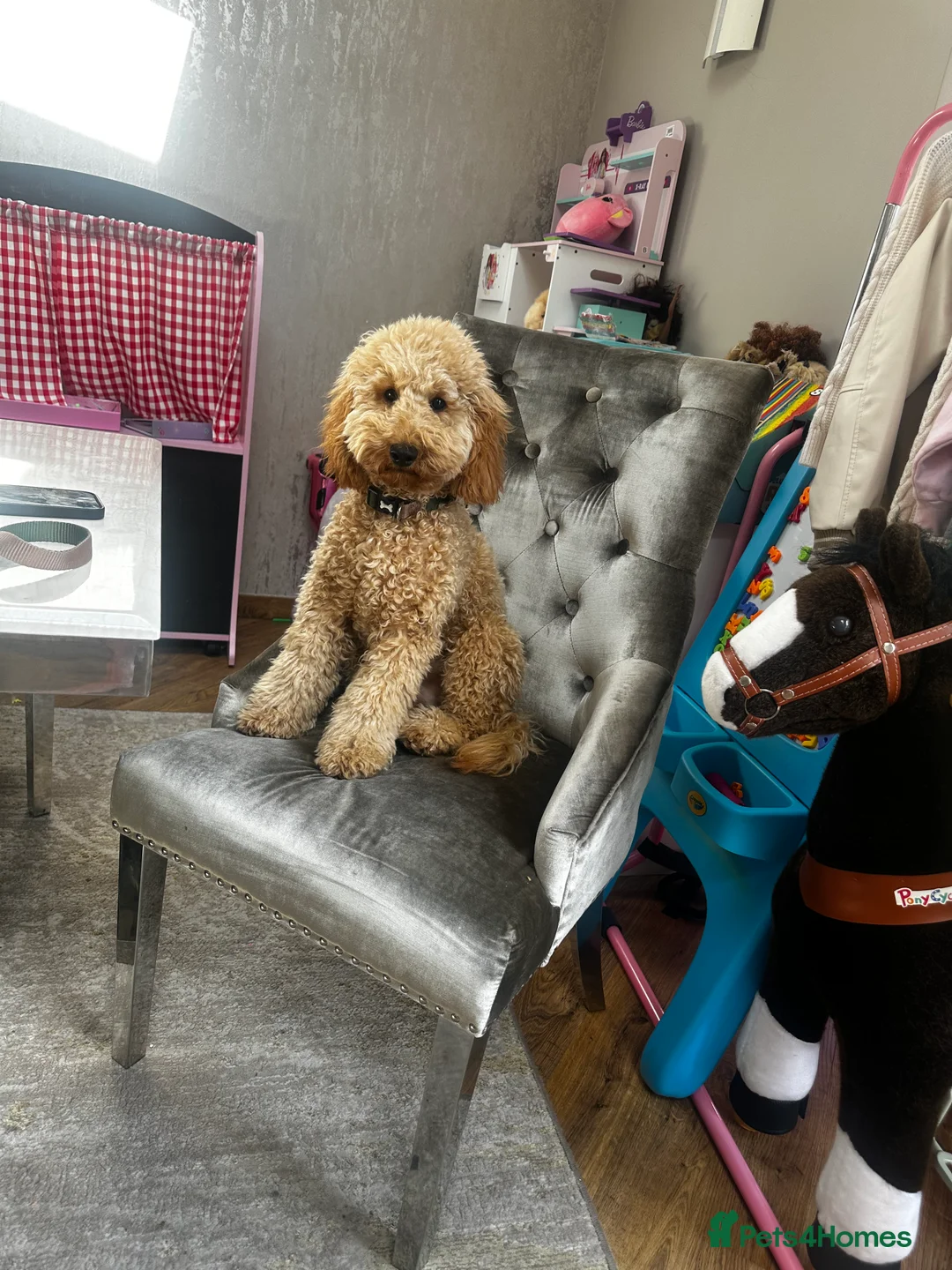 Cockapoo dogs for sale: Cockapoo for sale  in Liverpool - Advert 3