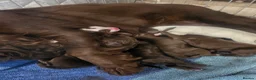 Sprocker dogs for sale: F1 sprocker puppies  in Chatteris - Advert 5