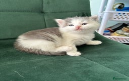 British Longhair cats for sale: Fluffy little angels  - Image 20