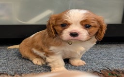 Cavalier King Charles Spaniel dogs for sale: KC Health Tested Cavalier King Charles Spaniels - Image 11