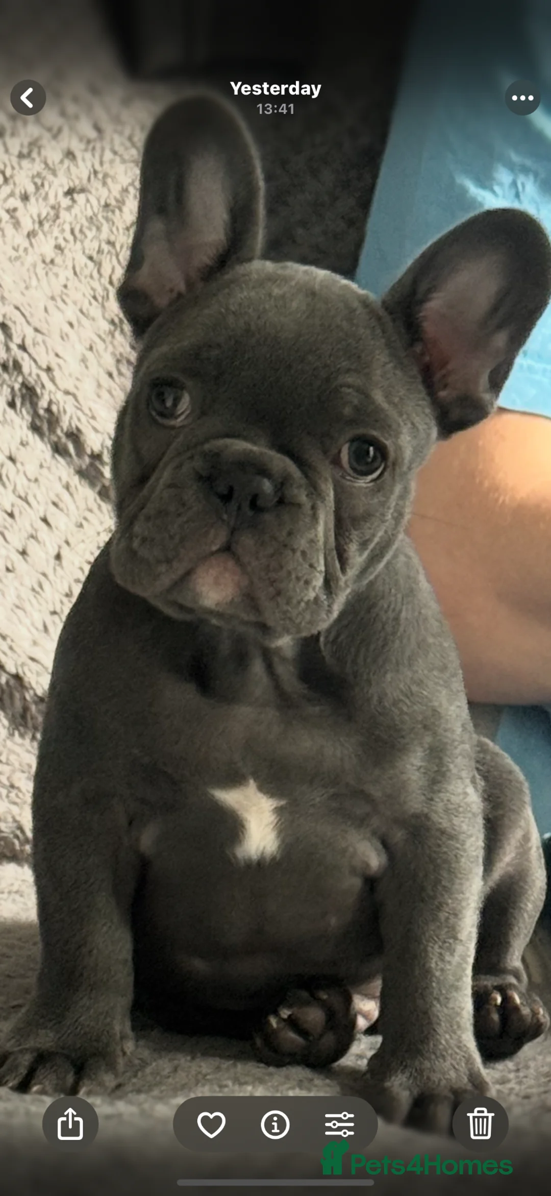 French Bulldog dogs for stud: French Bulldog for Stud in Swadlincote - Advert 2