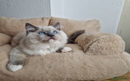 Ragdoll cats for sale: Ragdoll kittens  - Image 10