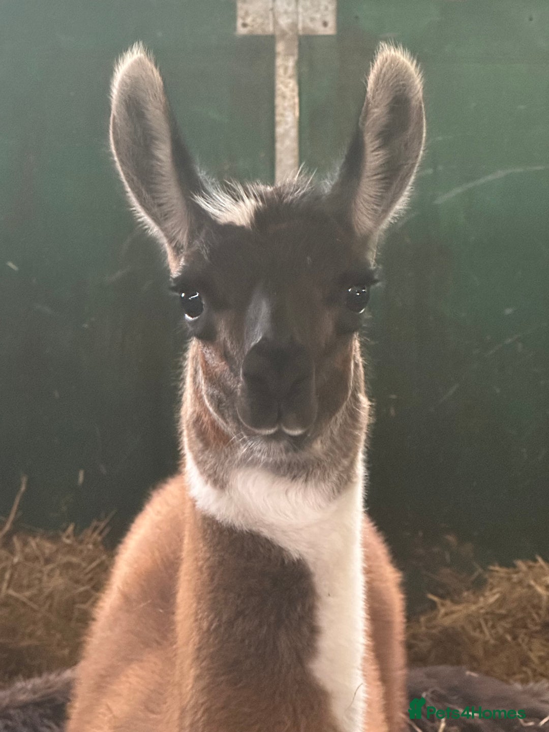 Llama livestock for sale: Gorgeous by name, gorgeous by nature - Advert 2