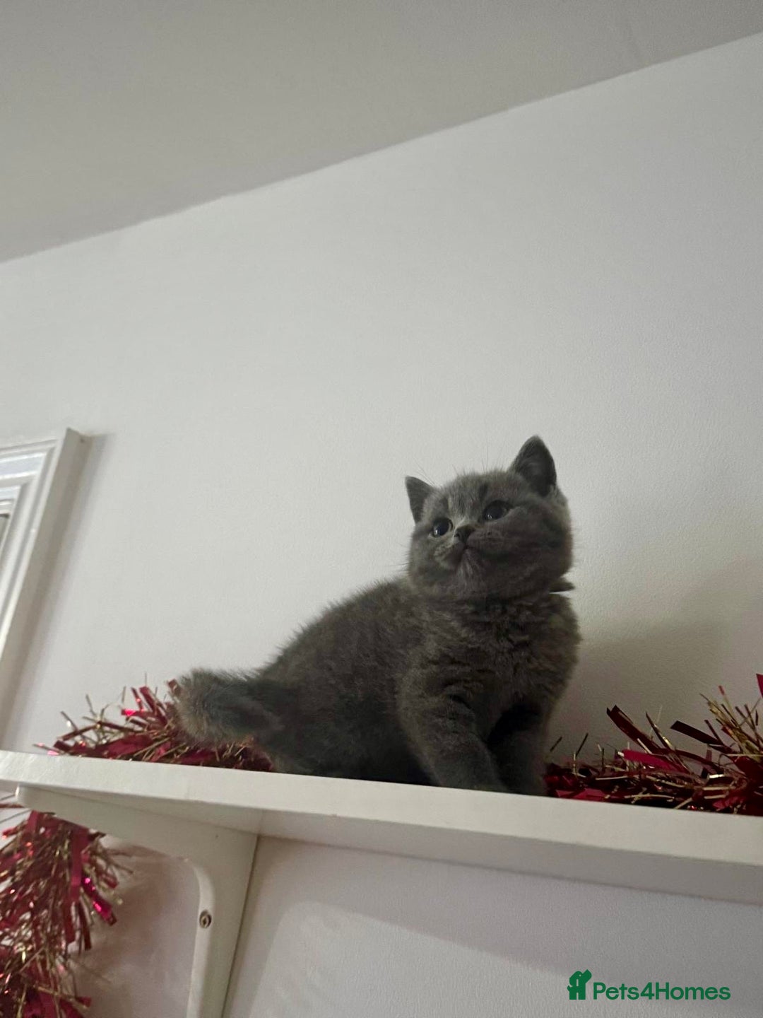 British Shorthair cats for sale: Blue British shorthair  - Advert 2