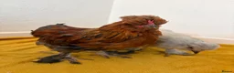 Chickens poultry for sale: Beautiful chicken - Advert 6