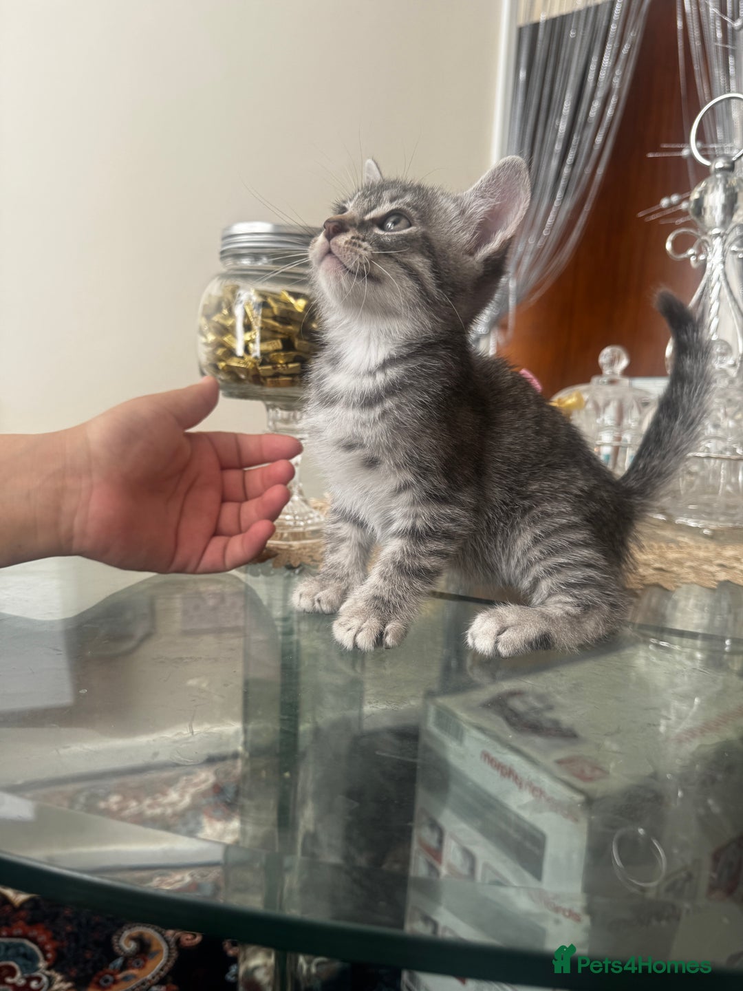 American Shorthair cats for sale: Kittens - Image 15