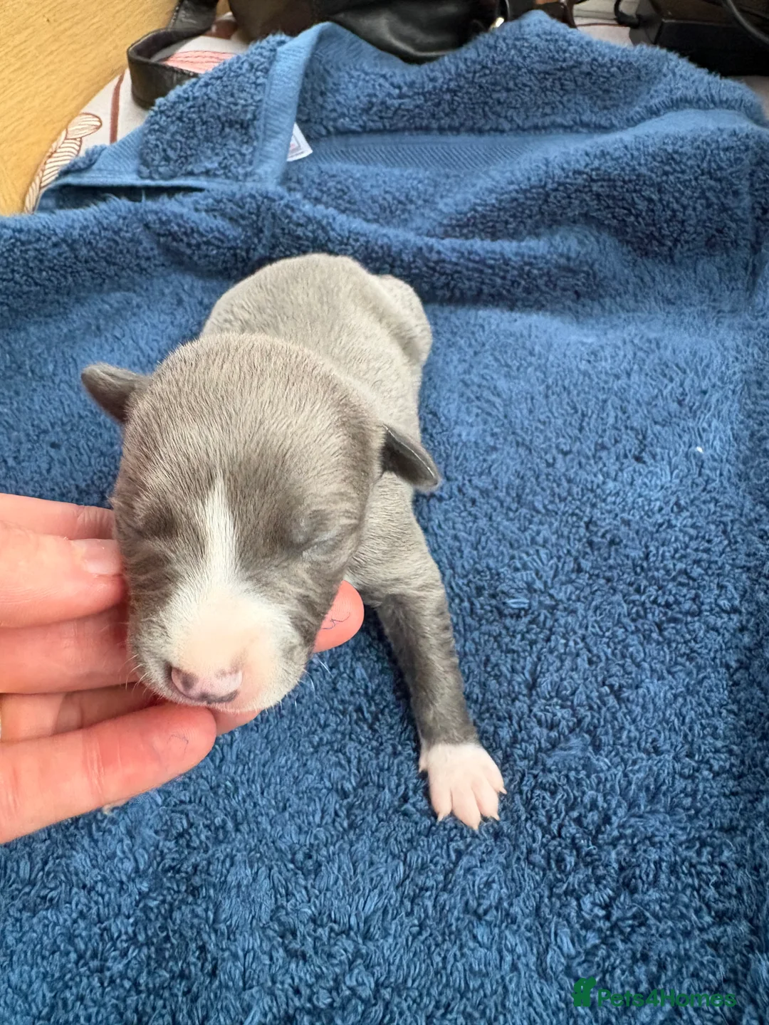 Whippet dogs for sale: 💕⭐️KC WHIPPET PUPS⭐️ 💕 - Advert 21