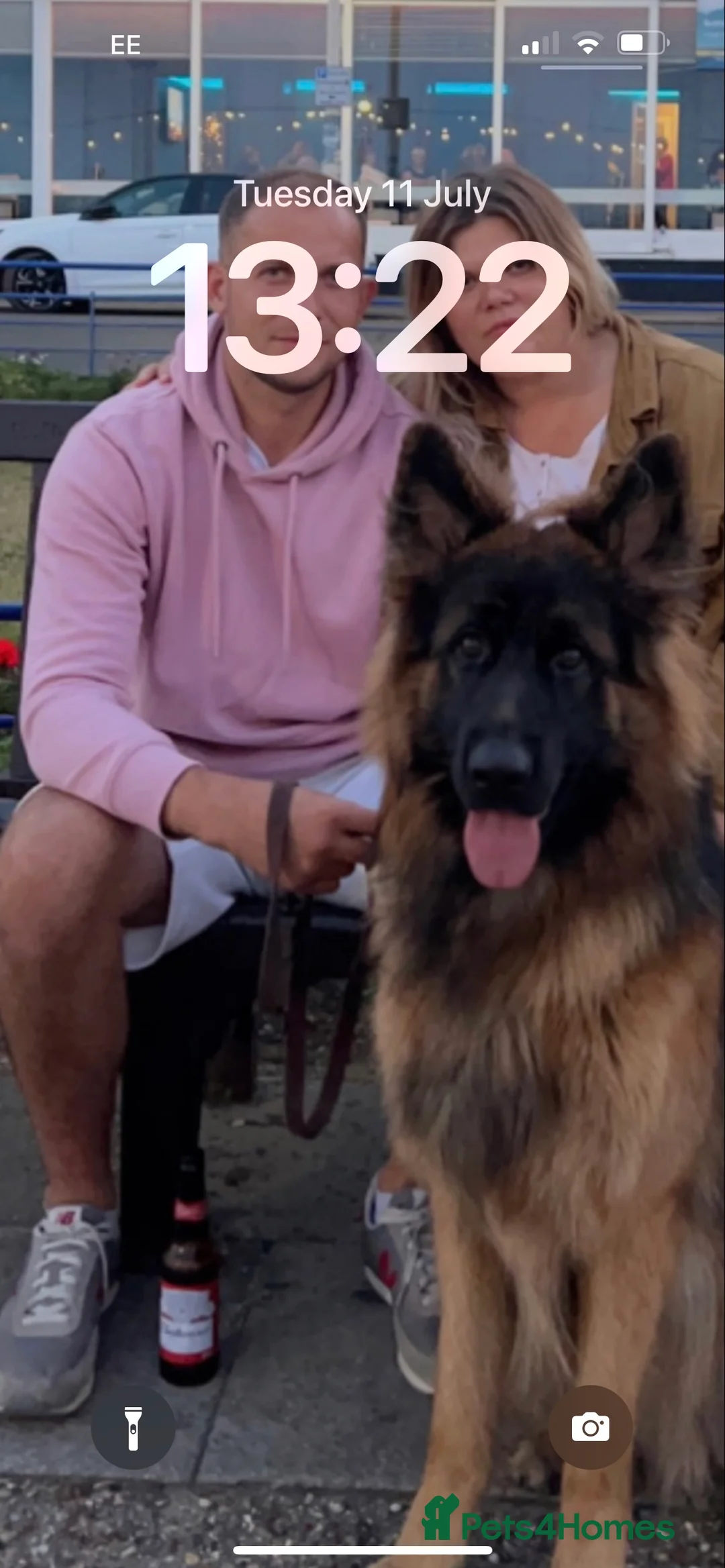 German Shepherd dogs for stud: German shepard for stud in Eastbourne - Advert 6