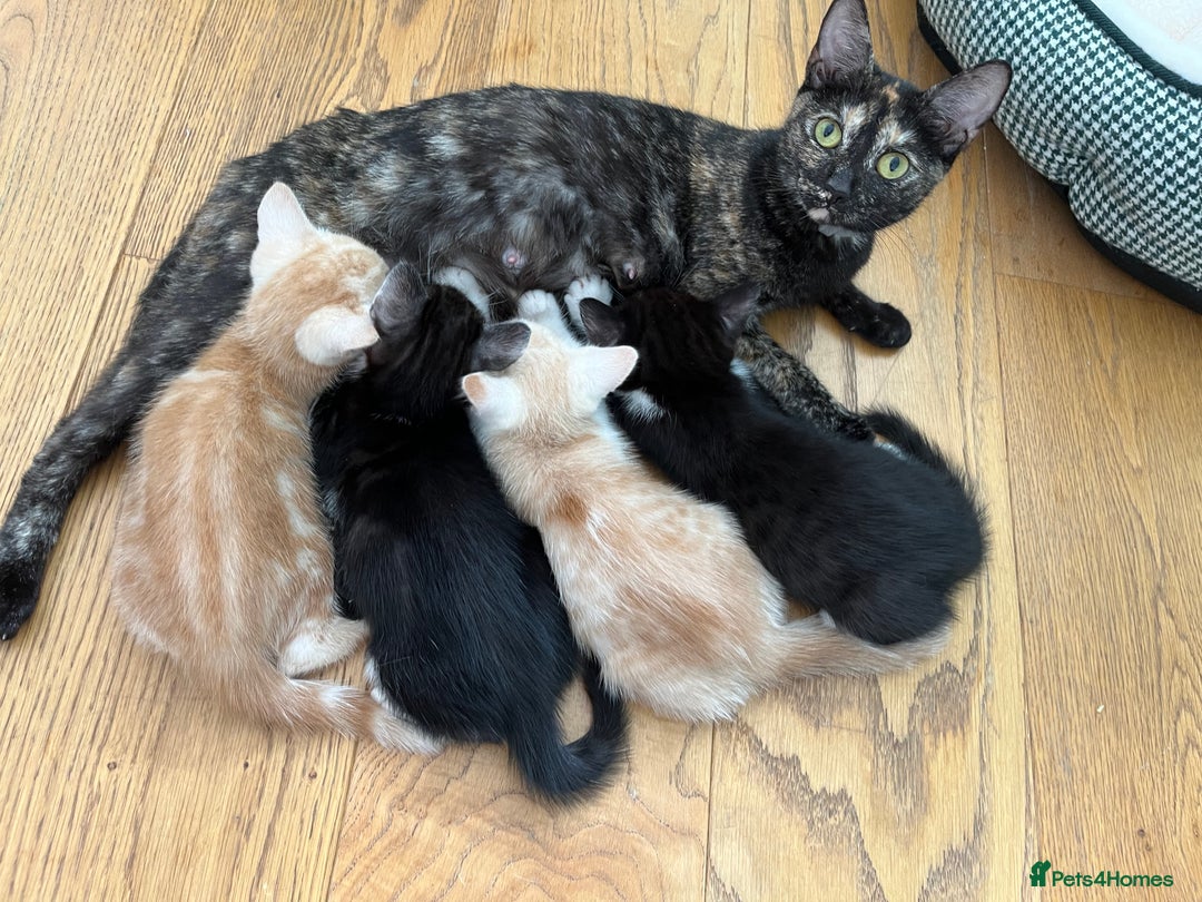Mixed Breed cats for sale: Lovely playful kittens  - Image 10
