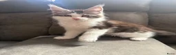 Maine Coon cats for sale: Xl Maine coon kittens health tested parents Tica R - Advert 1