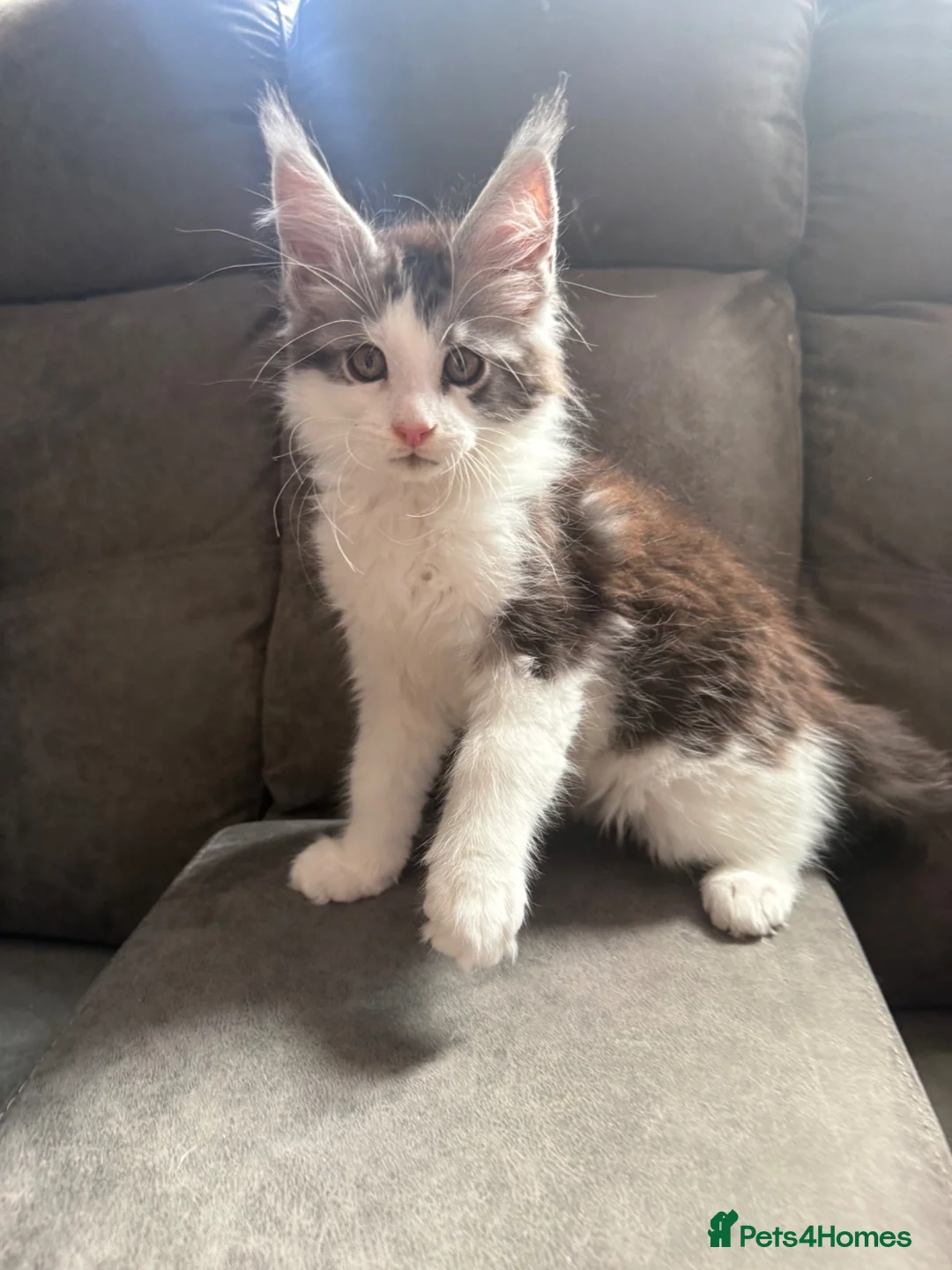 Maine Coon cats for sale: Xl Maine coon kittens health tested parents Tica R - Advert 1