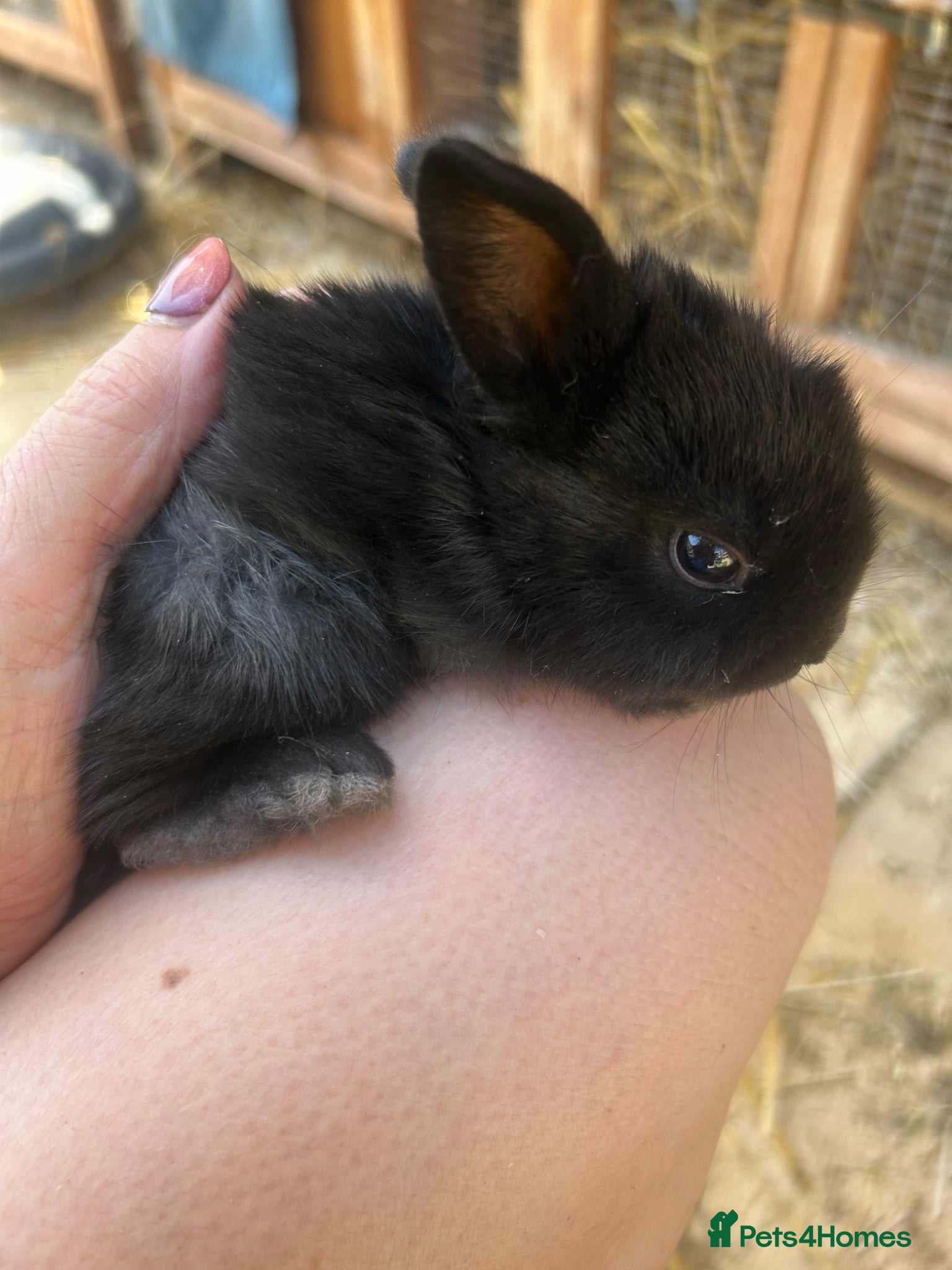 Mini Lop rabbits for sale: Stunning pure mini lop & Mini Rex X ML   - Advert 3