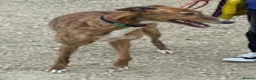 Greyhound dogs for adoption: Super friendly Colin wants a new forever home - Advert 2